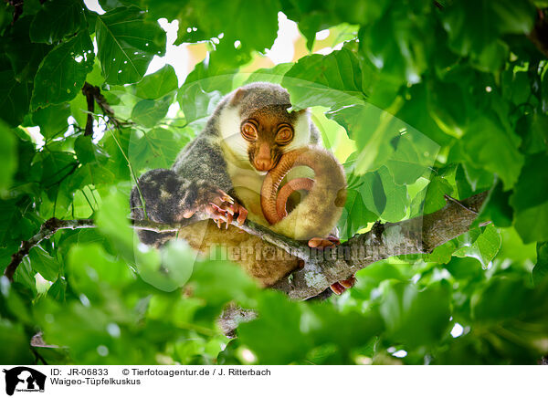 Waigeo-Tpfelkuskus / Waigeou cuscus / JR-06833