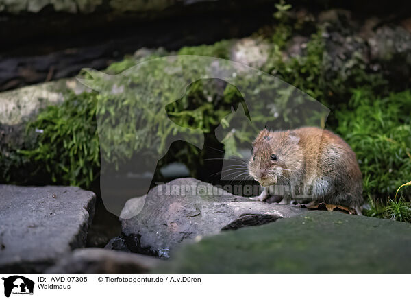 Waldmaus / long-tailed field mouse / AVD-07305