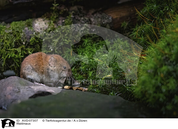 Waldmaus / long-tailed field mouse / AVD-07307