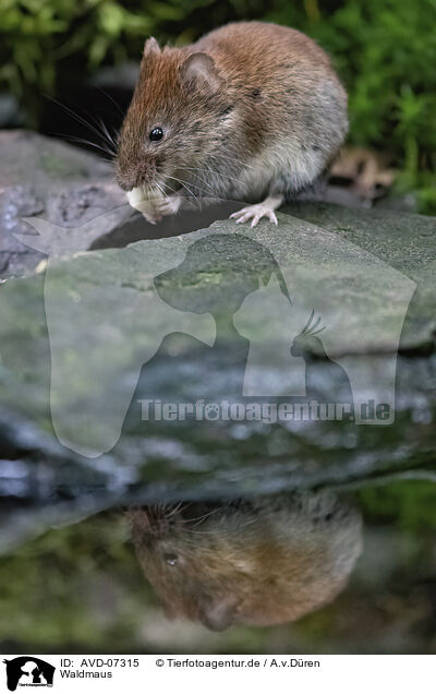 Waldmaus / long-tailed field mouse / AVD-07315