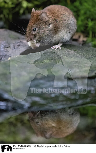 Waldmaus / AVD-07315