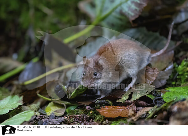 Waldmaus / long-tailed field mouse / AVD-07318