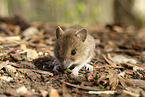 Waldmaus