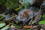 Waldmaus