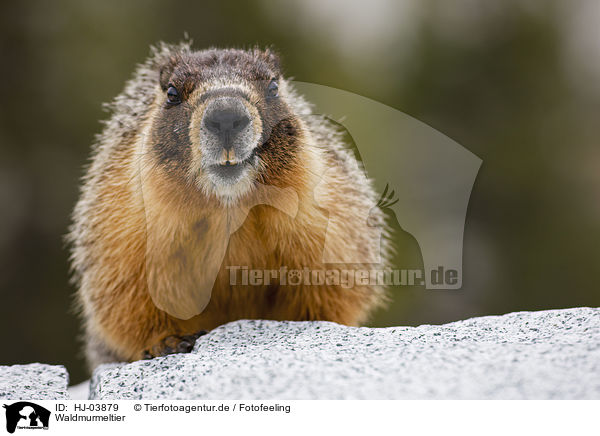 Waldmurmeltier / woodchuck / HJ-03879