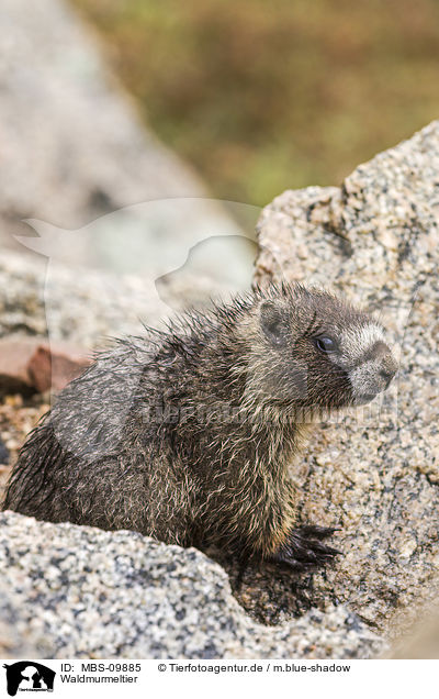 Waldmurmeltier / woodchuck / MBS-09885