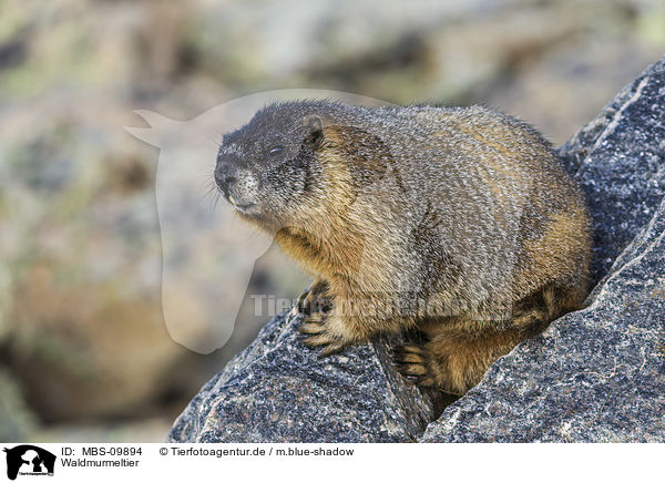 Waldmurmeltier / woodchuck / MBS-09894