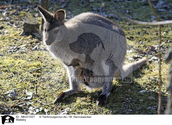 Wallaby / MH-01007