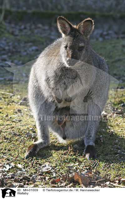 Wallaby / MH-01009