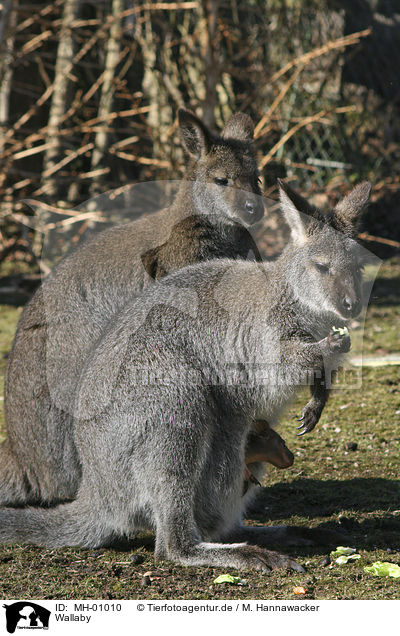 Wallaby / MH-01010