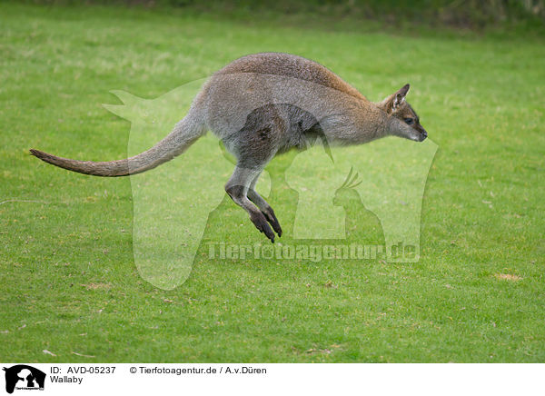 Wallaby / AVD-05237