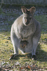 Wallaby