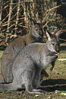 Wallaby