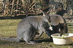 Wallaby