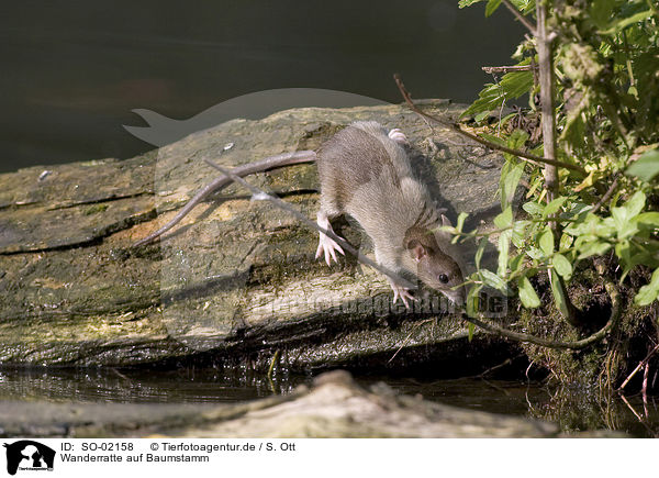 Wanderratte auf Baumstamm / SO-02158