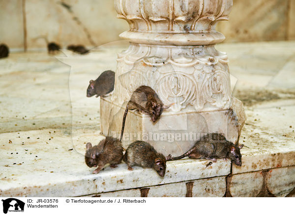 Wanderratten / brown rats / JR-03576