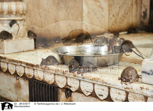 Wanderratten / brown rats / JR-03577