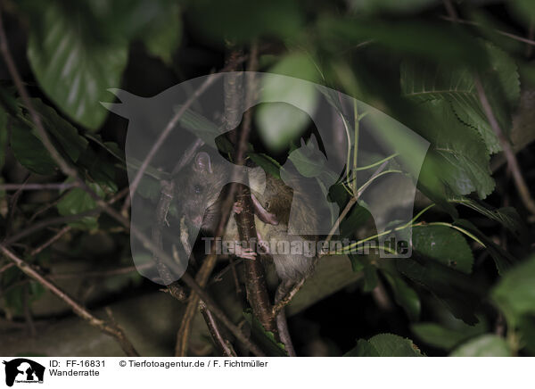 Wanderratte / brown rat / FF-16831
