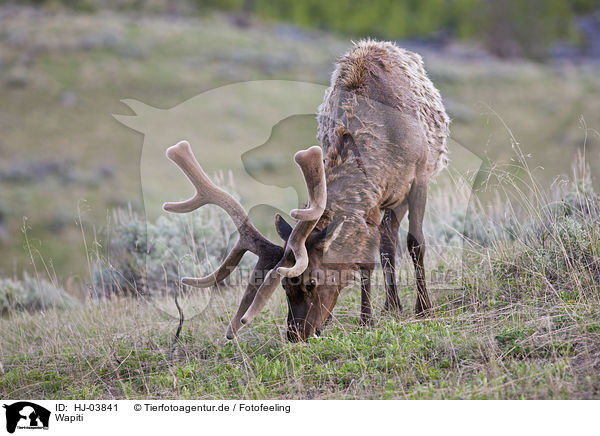 Wapiti / elk / HJ-03841