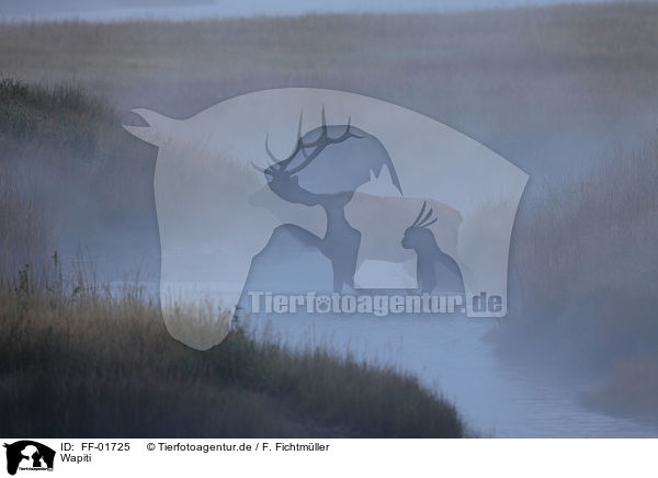 Wapiti / FF-01725