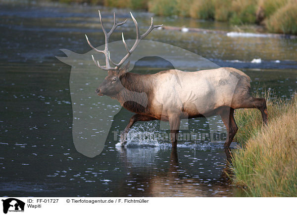 Wapiti / FF-01727