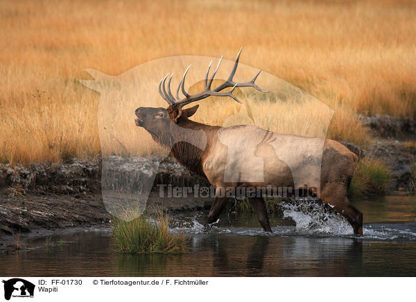 Wapiti / Wapiti / FF-01730