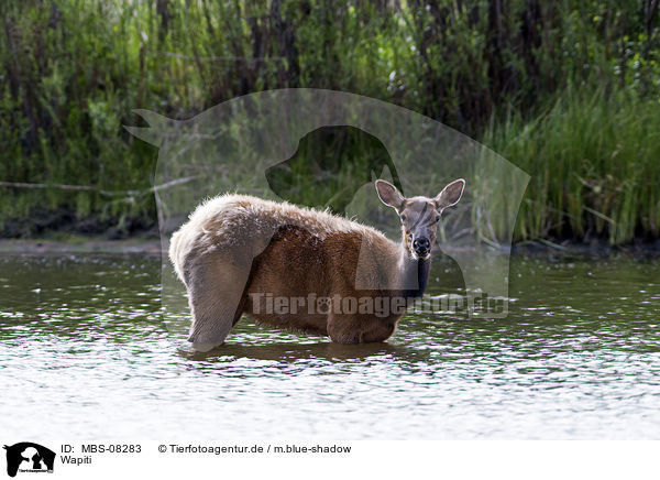 Wapiti / American elk / MBS-08283