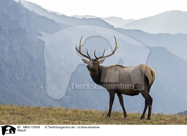 Wapiti / American elk / MBS-10606