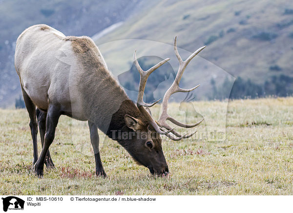 Wapiti / American elk / MBS-10610