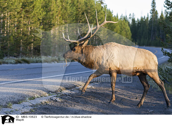 Wapiti / American elk / MBS-10623