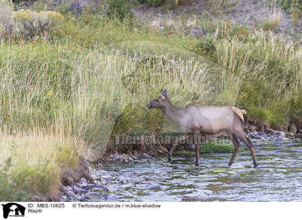 Wapiti / American elk / MBS-10625