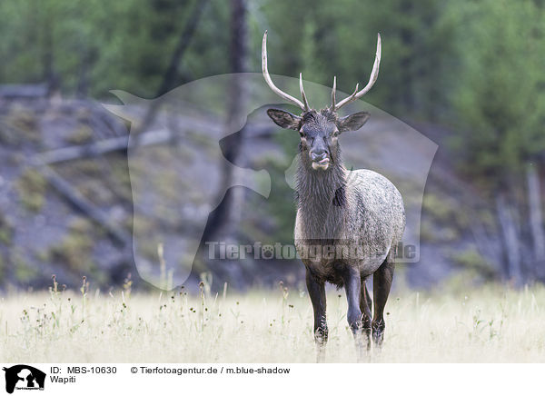 Wapiti / American elk / MBS-10630