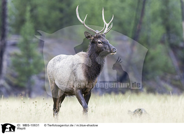 Wapiti / American elk / MBS-10631