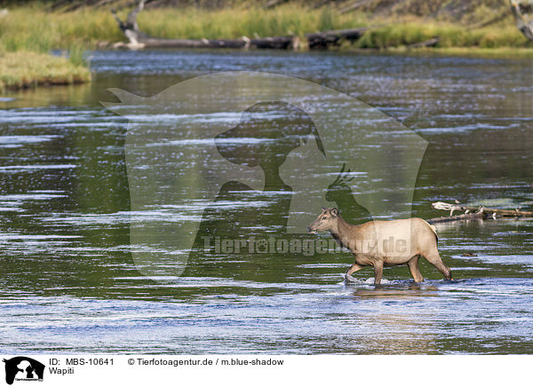 Wapiti / American elk / MBS-10641