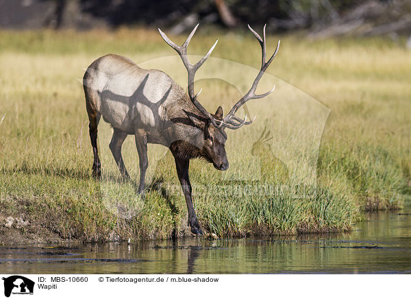 Wapiti / American elk / MBS-10660