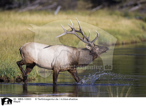 Wapiti / American elk / MBS-10663