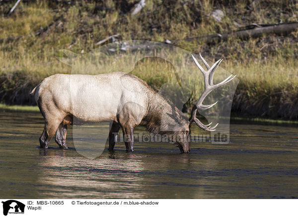 Wapiti / American elk / MBS-10665