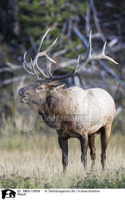 Wapiti / American elk / MBS-10668