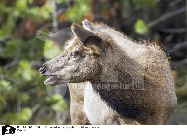 Wapiti / MBS-10674