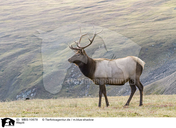 Wapiti / American elk / MBS-10678