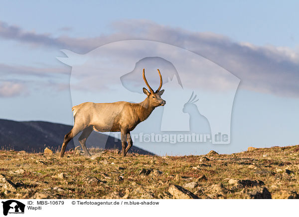 Wapiti / MBS-10679