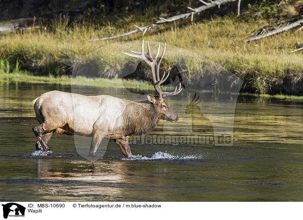 Wapiti / American elk / MBS-10690