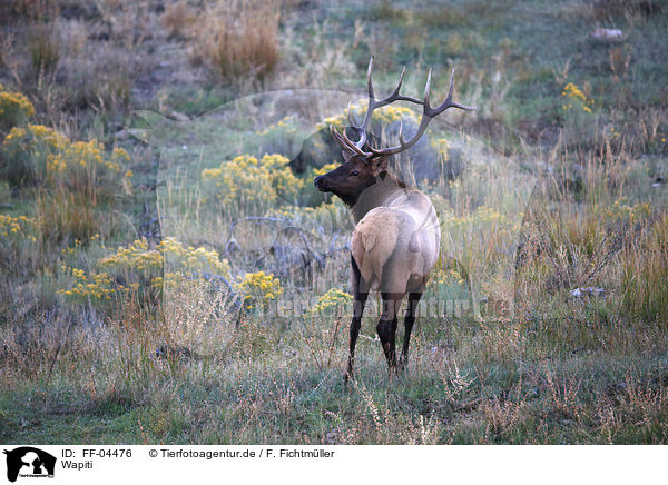 Wapiti / American elk / FF-04476