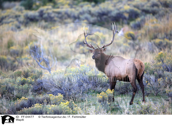 Wapiti / American elk / FF-04477