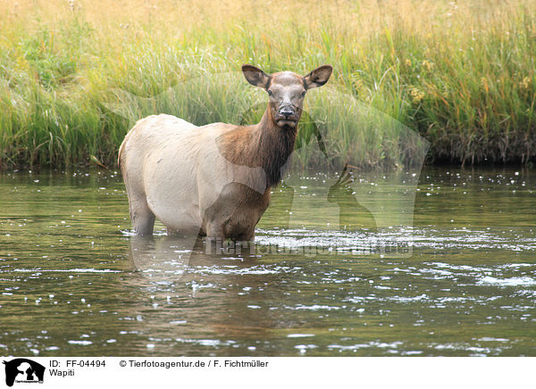 Wapiti / American elk / FF-04494