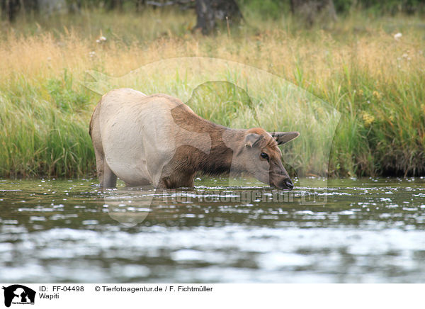 Wapiti / FF-04498