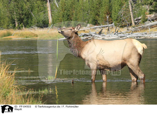 Wapiti / American elk / FF-04503