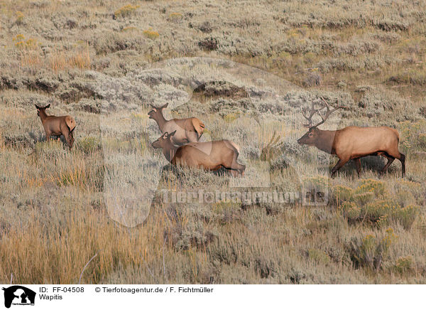 Wapitis / FF-04508