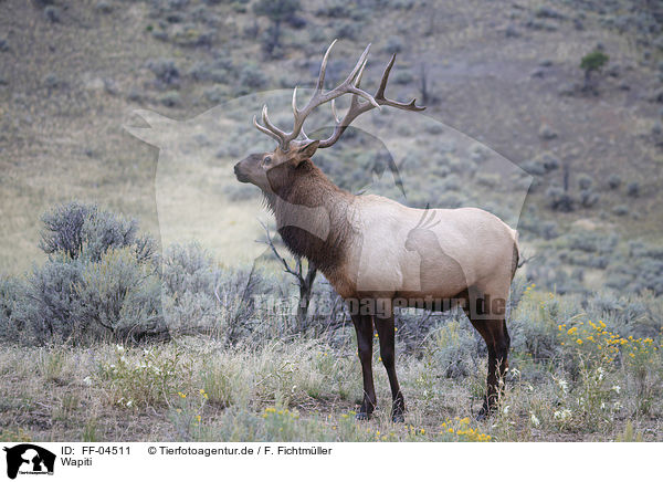 Wapiti / American elk / FF-04511
