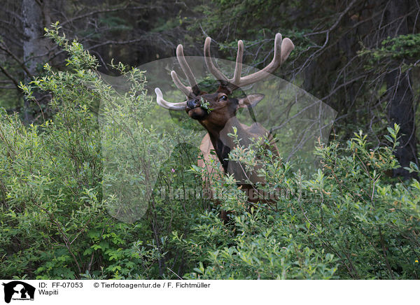 Wapiti / FF-07053